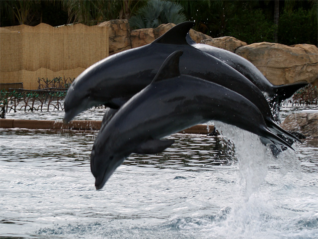 Jumping Dolphins at Dolphin Lagoon
