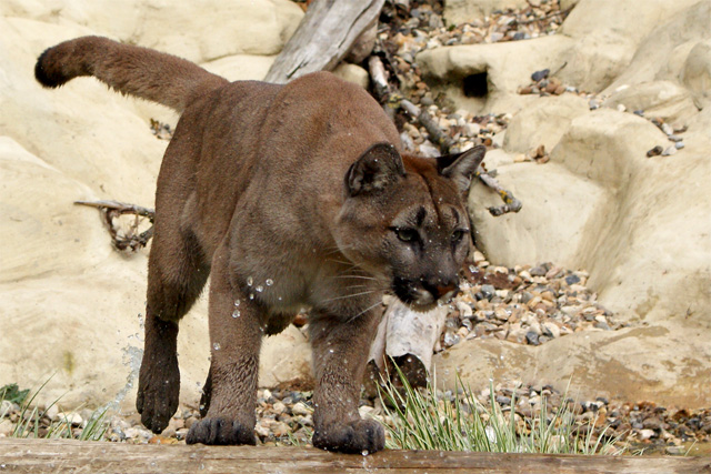 Leaping Puma