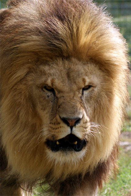 Male Lion