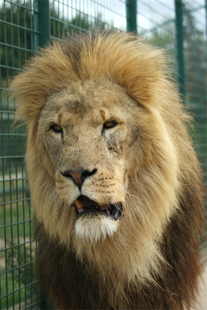 Male Lion