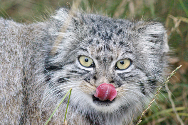 Pallas Cat