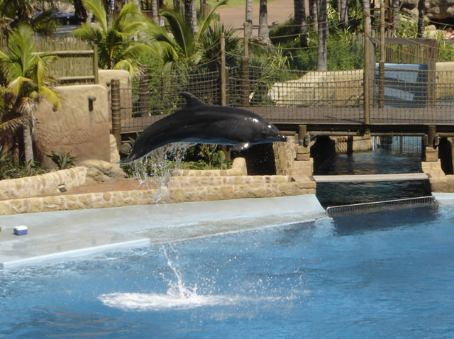 Dolphin at uShaka Marine World