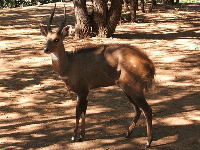 Bushbuck (M)