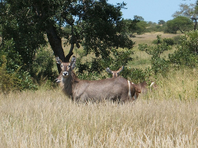 Waterbuck