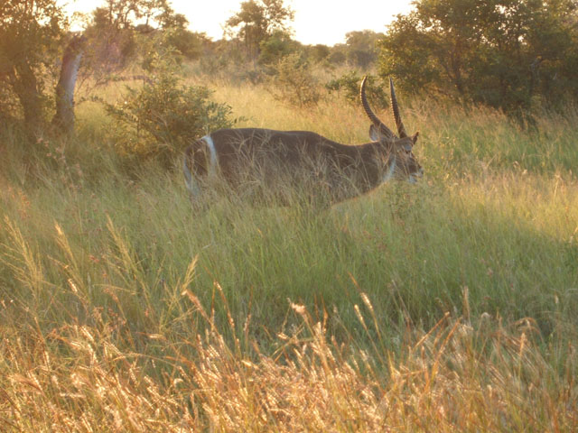 Waterbuck