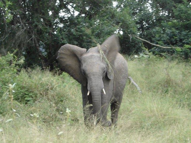 Adolescent Elephant