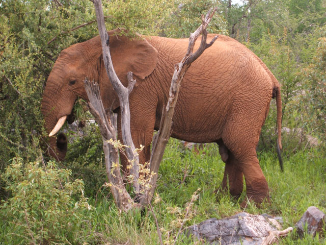 Elephant