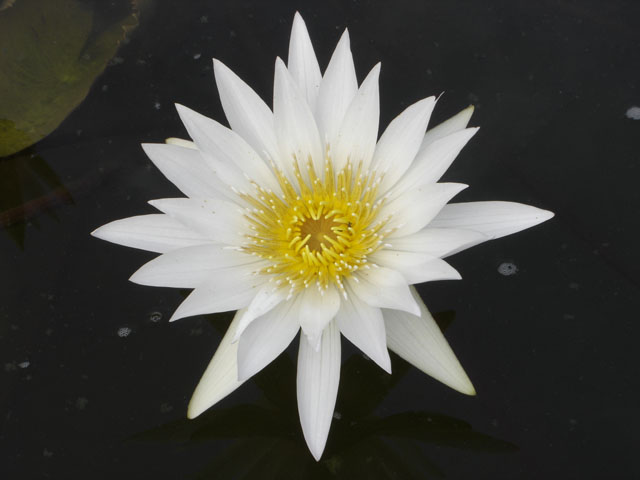 Water Flower (Landscape)