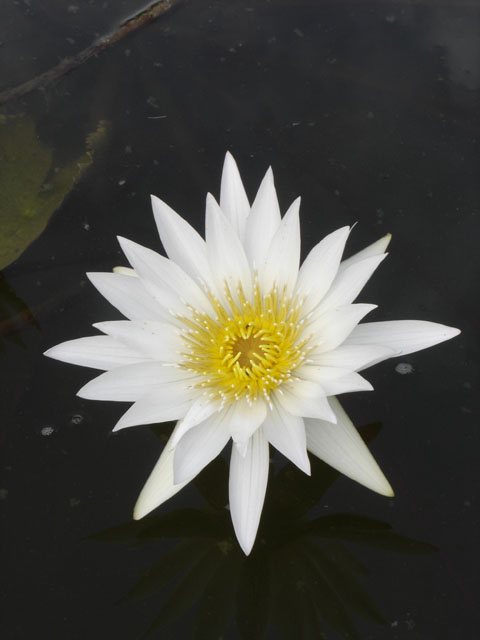 Water Flower (Portrait)