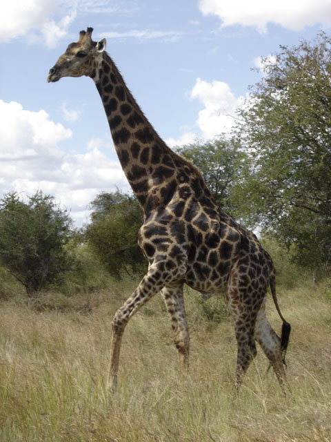 Giraffe