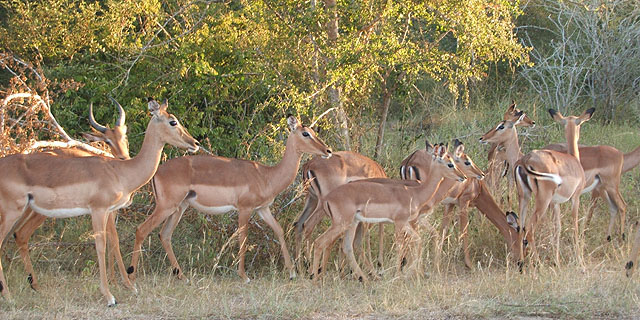 Heard of Impala
