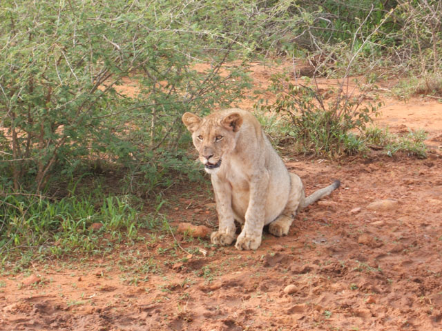 Lioness