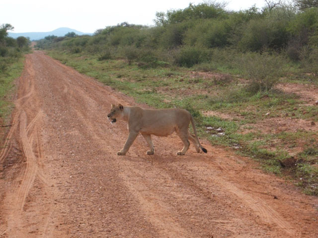 Lioness