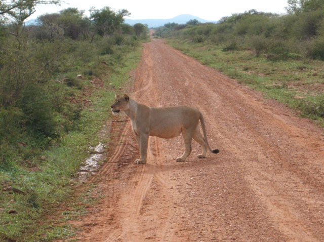 Lioness