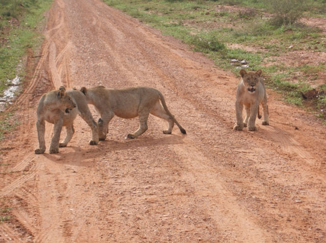 Lioness