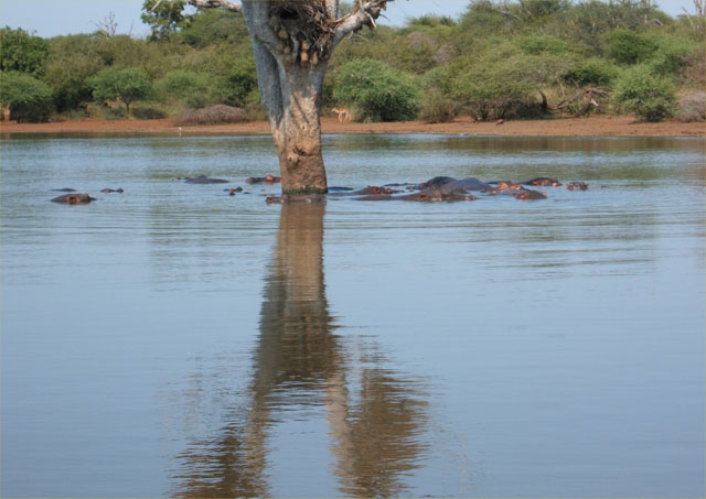 Tree Reflection