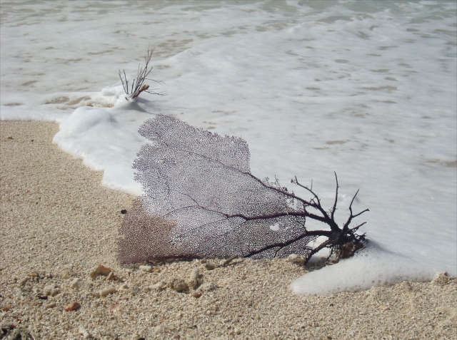 Coral on the Beach
