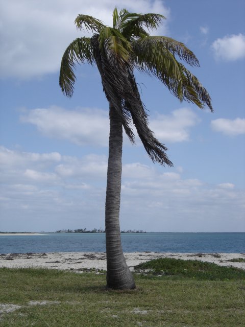 Palm Tree