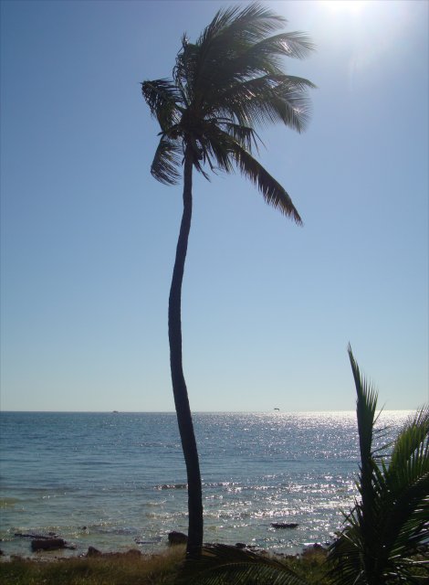 Palm Tree