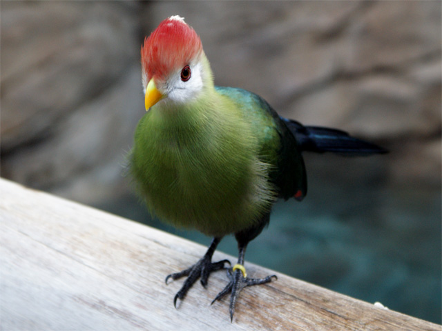 Tropical Bird in the Explorers Aviary