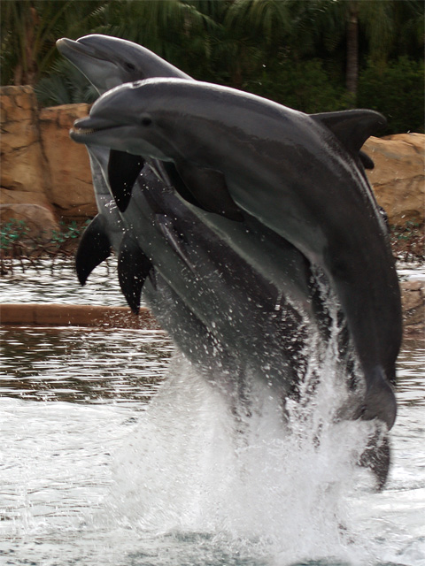 Jumping Dolphins at Dolphin Lagoon