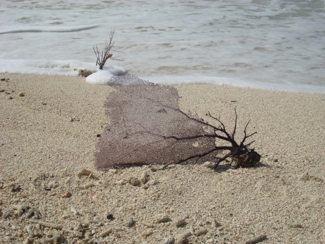 Coral on the Beach