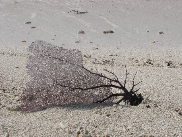 Coral on the Beach