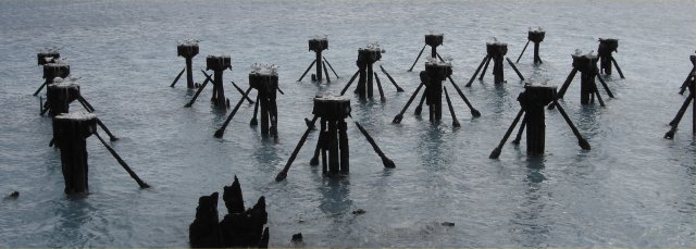 Seagulls at Fort Jefferso