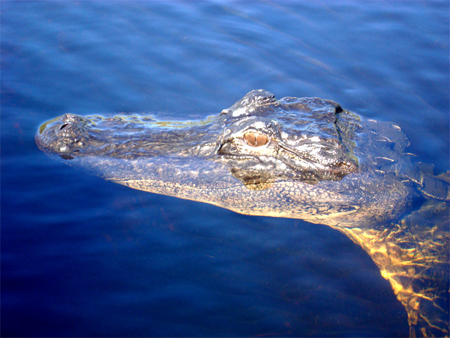 Alligator