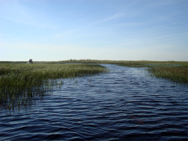 River of Grass