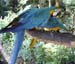 Macaws at Parque das Aves