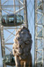 Westminster Bridge Lion