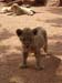 Lion Cub at the Lion Farm