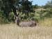 Waterbuck