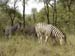 Burchell's Zebra